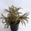 Artificial Flower 24*24*23cm Fern in Plastic pot GS-03319195-R2 1 Artificial Flower 24*24*23cm Fern in Plastic pot GS-03319195-R2