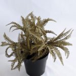 Artificial Flower 24*24*23cm Fern in Plastic pot GS-03319195-R2