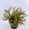 Artificial Flower 24*24*23cm Fern in Plastic pot GS-03319195-R2 2 Artificial Flower 24*24*23cm Fern in Plastic pot GS-03319195-R2