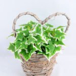 Artificial Flower 17*16*21cm Leaf in Basket GS-03319063