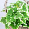 Artificial Flower 17*16*21cm Leaf in Basket GS-03319063 2 Artificial Flower 17*16*21cm Leaf in Basket GS-03319063