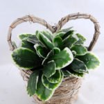 Artificial Flower 17*16*21cm Leaf in Basket GS-03319066