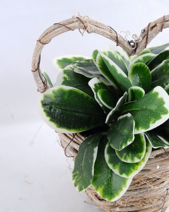 Artificial Flower 17*16*21cm Leaf in Basket GS-03319066