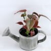 Artificial Flower 15.5*16*13cm Leaf in Tin pot GS-03319172-R1