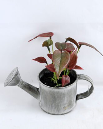 Artificial Flower 15.5*16*13cm Leaf in Tin pot GS-03319172-R1 Potted Flowers&Plants YeahFlower is one of Chinese leading OEM manufacturers and exporters , supplying the silk flowers, wholesale artificial trees Artificial Flower 15.5*16*13cm Leaf in Tin pot GS-03319172-R1