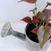 Artificial Flower 15.5*16*13cm Leaf in Tin pot GS-03319172-R1