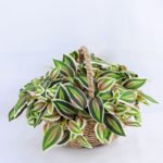 Artificial Flower 24*20*18.5cm Leaf in in Basket GS-03319059