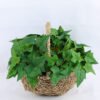 Artificial Flower 22*18*18.5cm Leaf in in Basket GS-03319060-G1