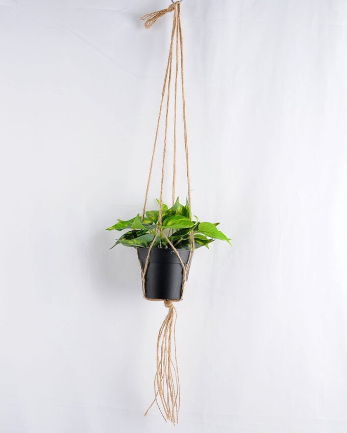 Artificial Flower 20*20*20cm Leaves in Plastic Pot, Rope: 82cm GS-03319225