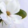 Artificial Flower 29*29*23CM Magnolia*3 in glass pot with fake water GS-52719012