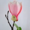 Artificial Flower 20*76CM Mangnolia GS-53619020-P2 2 Artificial Flower 20*76CM Mangnolia GS-53619020-P2
