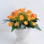 Artificial Flower 14*14*16.5cm Milan in  Paper pot GS-03319119-O1