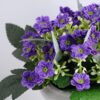 Artificial Flower 14*14*16.5cm Milan in  Paper pot GS-03319119-Z1
