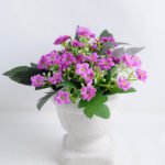 Artificial Flower 14*14*16.5cm Milan in  Paper pot GS-03319119-Z2