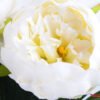 Artificial Flower 33*75cm Peony Spray*3 GS-14519018-W1