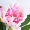 Artificial Flower 33*75cm Peony Spray*3 GS-14519018-Z1