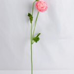 Artificial Flower 7*54CM Peony*2 GS-53619008-P1