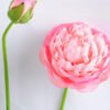 Artificial Flower 7*54CM Peony*2 GS-53619008-P1 2 Artificial Flower 7*54CM Peony*2 GS-53619008-P1