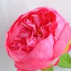 Artificial Flower 18*53CM Singel Peony GS-53619015-R1