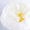 Artificial Flower 18*53CM Singel Peony GS-53619015-W1 2 Artificial Flower 18*53CM Singel Peony GS-53619015-W1