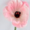 Artificial Flower 8.5*28cm Singel Poppy Flower GS-42819015-P1