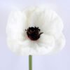 Artificial Flower 8.5*28cm Singel Poppy Flower GS-42819015-W1
