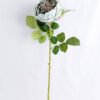 Artificial Flower 20*60cm Singel Rose GS-14519019-B1