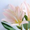 Artificial Flower 21*65CM Singel lily GS-53619019-P1 2 Artificial Flower 21*65CM Singel lily GS-53619019-P1