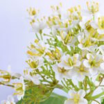Artificial Flower 24*58CM Single Hydrangea GS-53619023-W1