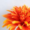 Artificial Flower 16*53CM Single dahlia GS-53619005-O1
