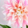 Artificial Flower 16*53CM Single dahlia GS-53619005-P1 2 Artificial Flower 16*53CM Single dahlia GS-53619005-P1