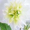 Artificial Flower 16*53CM Single dahlia GS-53619005-W1