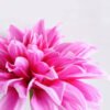 Artificial Flower 16*53CM Single dahlia GS-53619005-Z1