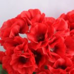 Artificial Flower 39*20*30cm begonia in Tin pot GS-03319053-R1
