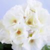 Artificial Flower 39*20*30cm begonia in Tin pot GS-03319053-W1 2 Artificial Flower 39*20*30cm begonia in Tin pot GS-03319053-W1
