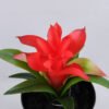 Artificial Flower 18*14*17cm flower in Plastic pot GS-03319175-R1