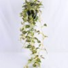 Artificial Flower 20*20*72cm leaf in Plastic pot GS-03319221