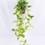 Artificial Flower 20*20*72cm leaf in Plastic pot GS-03319222
