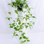 Artificial Flower 20*20*72cm leaf in Plastic pot GS-03319223
