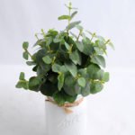 Artificial Flower 19*15*28cm leaf in in Glass GS-03319180