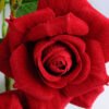 Artificial Flower 18*16*36cm rose in Tin pot GS-03319146-R2 2 Artificial Flower 18*16*36cm rose in Tin pot GS-03319146-R2