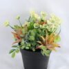 Artificial Flower 16*16*18cm succulent plants in Plastic pot GS-03319163 1 Artificial Flower 16*16*18cm succulent plants in Plastic pot GS-03319163