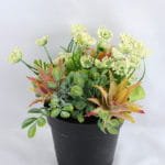 Artificial Flower 16*16*18cm succulent plants in Plastic pot GS-03319163