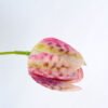 Artificial Flower 30*64CM tulip*3 GS-53619026-P1