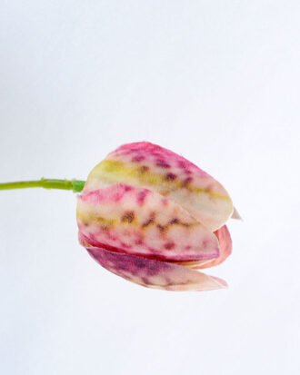 Artificial Flower 30*64CM tulip*3 GS-53619026-P1 Single Flowers YeahFlower is one of Chinese leading OEM manufacturers and exporters , supplying the silk flowers, wholesale artificial trees Artificial Flower 30*64CM tulip*3 GS-53619026-P1