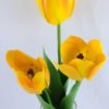 Artificial Flower 13*13*46CM tulip*3 in glass pot with fake water GS-52719016+F-Y1 2 Artificial Flower 13*13*46CM tulip*3 in glass pot with fake water GS-52719016+F-Y1