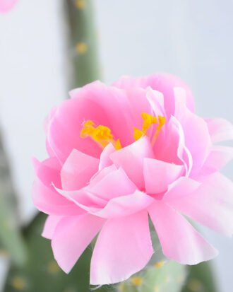 Artificial Plant 32*21*single cactus with flower in Plastic pot GS-03319041-P1 Succulent YeahFlower is one of Chinese leading OEM manufacturers and exporters , supplying the silk flowers, wholesale artificial trees Artificial Plant 32*21*single cactus with flower in Plastic pot GS-03319041-P1