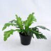 Artificial Plant 33*33*23cm Crown daisy in plastic pot GS-03319182