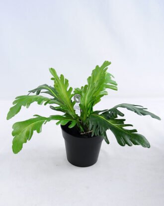 Artificial Plant 33*33*23cm Crown daisy in plastic pot GS-03319182