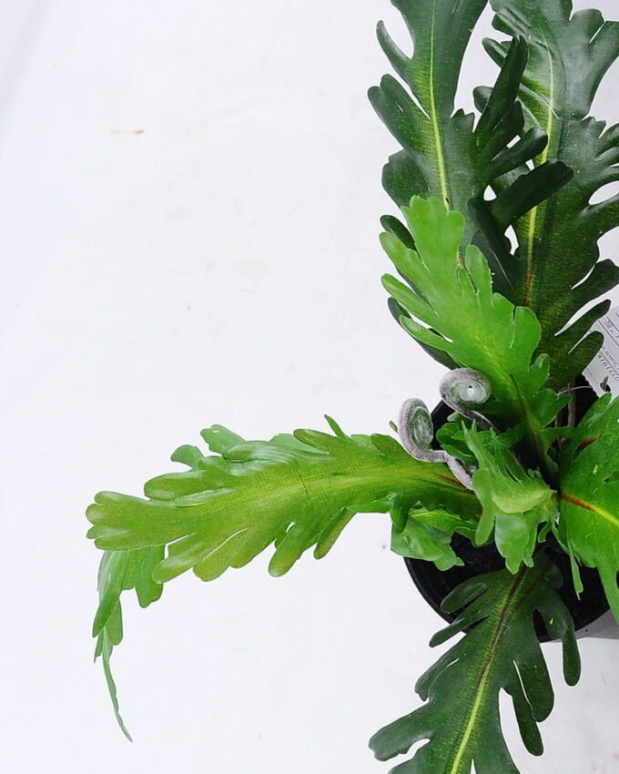 Artificial Plant 33*33*23cm Crown daisy in plastic pot GS-03319182